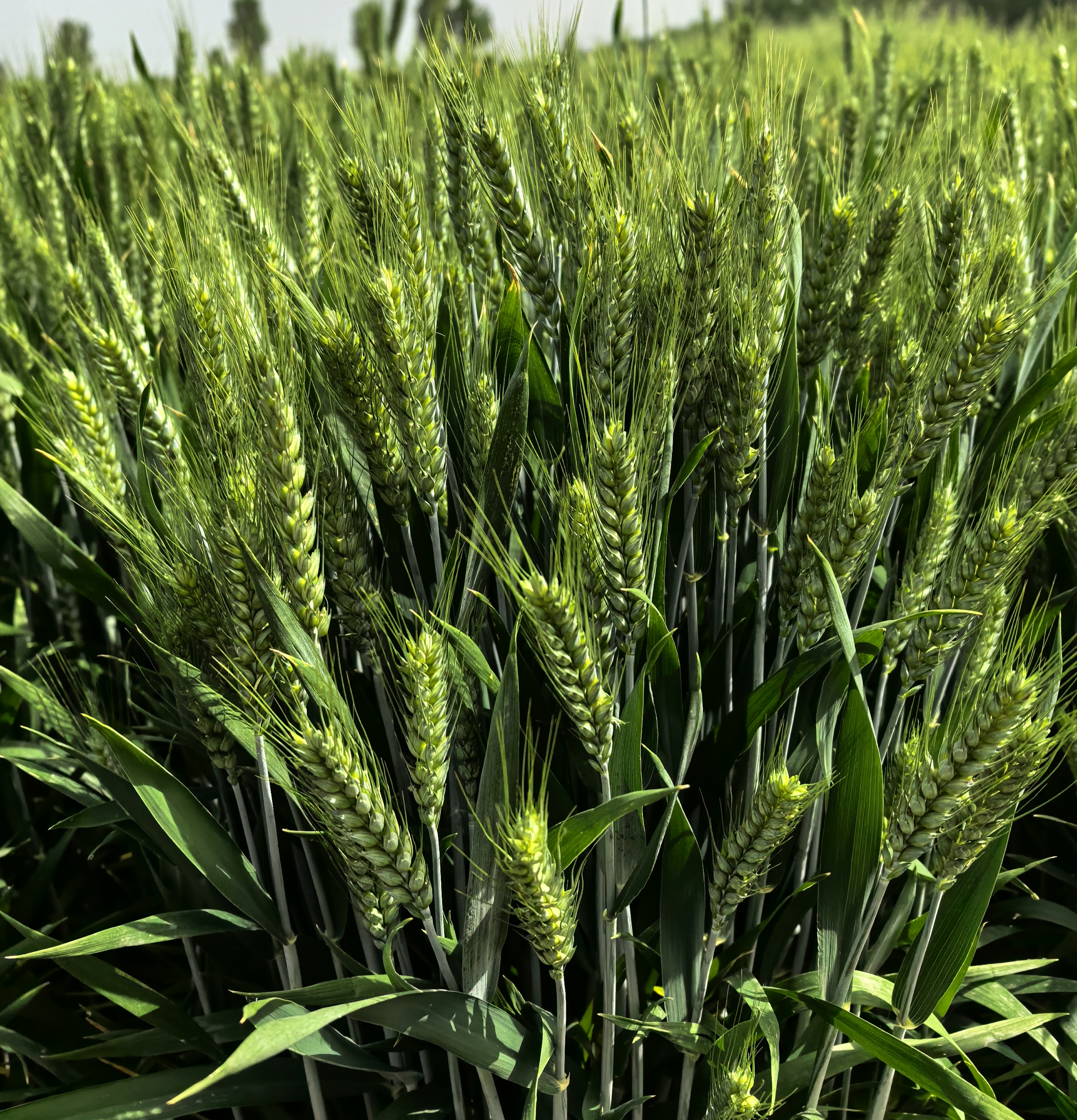 小(xiǎo)麥生(shēng)長(cháng)關鍵：腐植酸水(shuǐ)溶肥的(de)作(zuò)用(yòng)解析